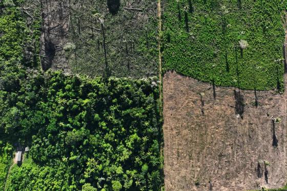 Em toda a Amazônia do estado, o desmatamento cresceu em 8% em 2023, em relação ao ano passado