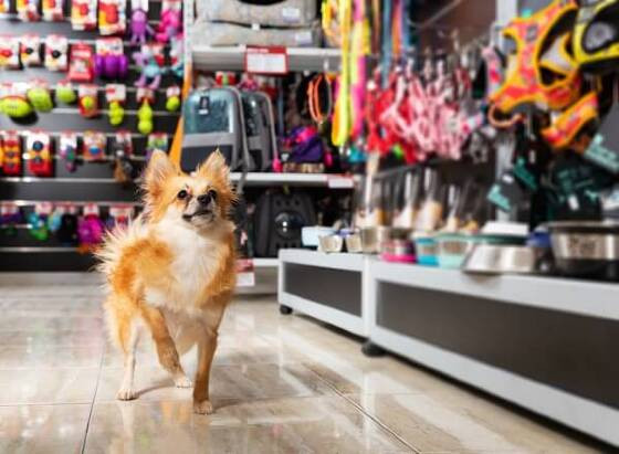 petshop.jpg