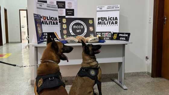 Policiais identificaram residências que funcionam como entreposto para a guarda e distribuição de entorpecentes